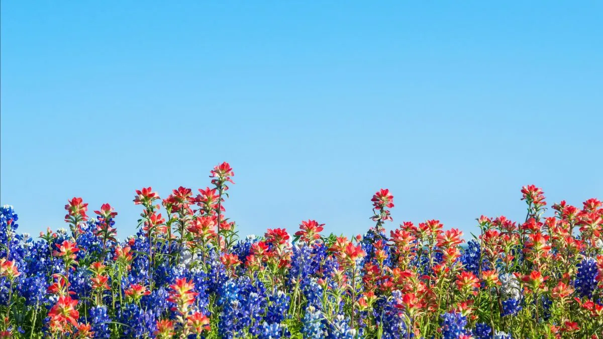 City Guide for Spring Texas, Spring Texas City Guide, EB-3 Visa green card jobs